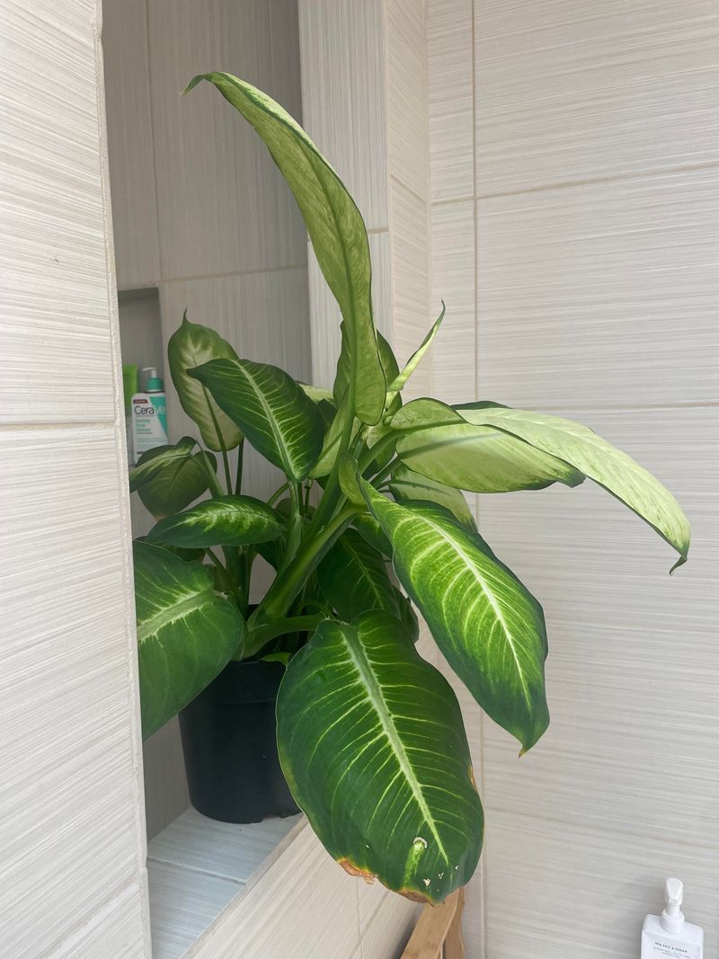 Dieffenbachia