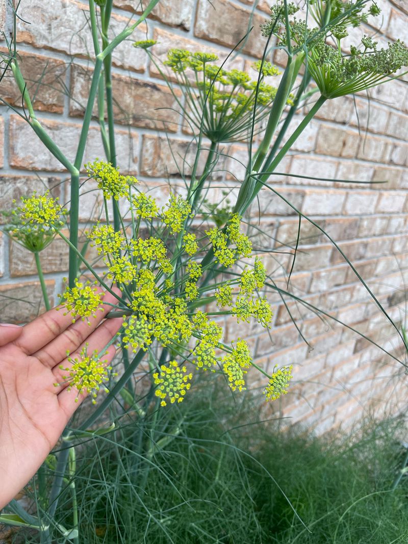 Dill and Fennel