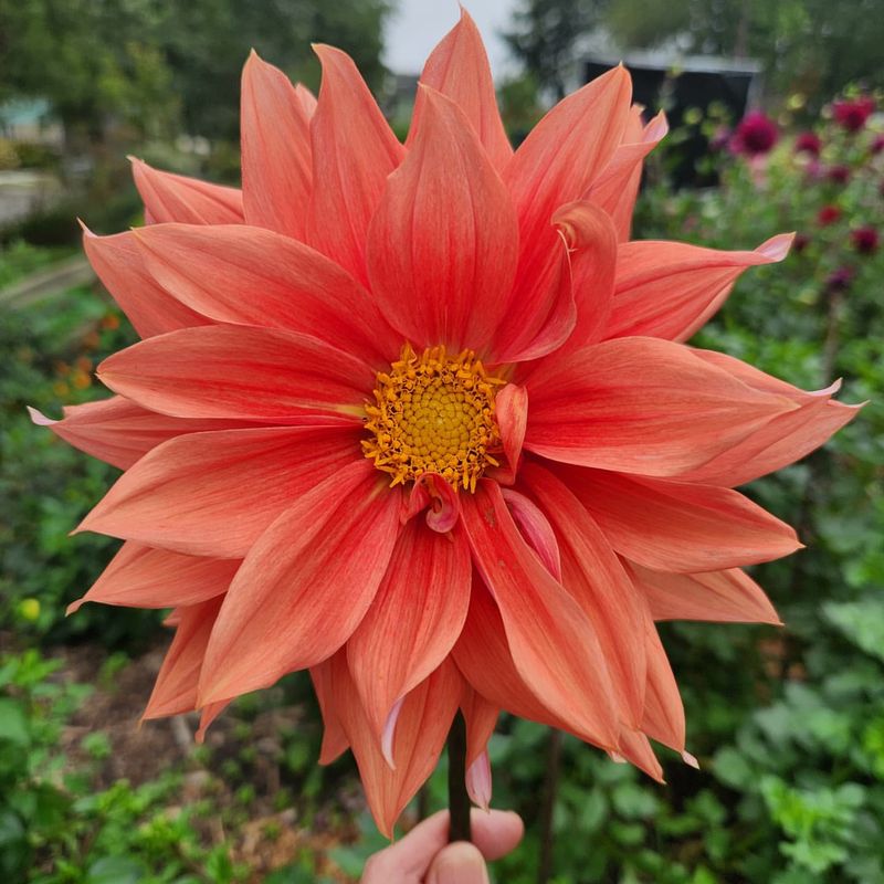 Dinnerplate Dahlia