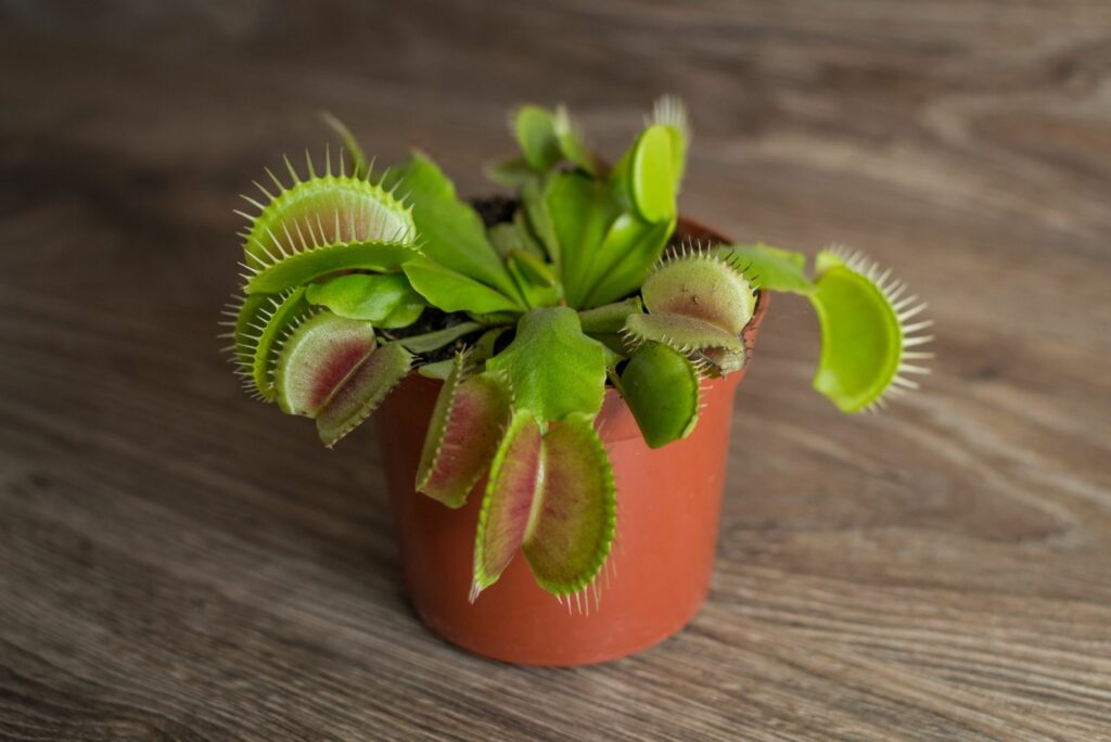 Dionaea in a brown pot