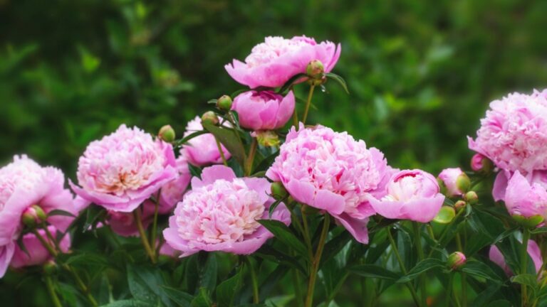 peony flowers