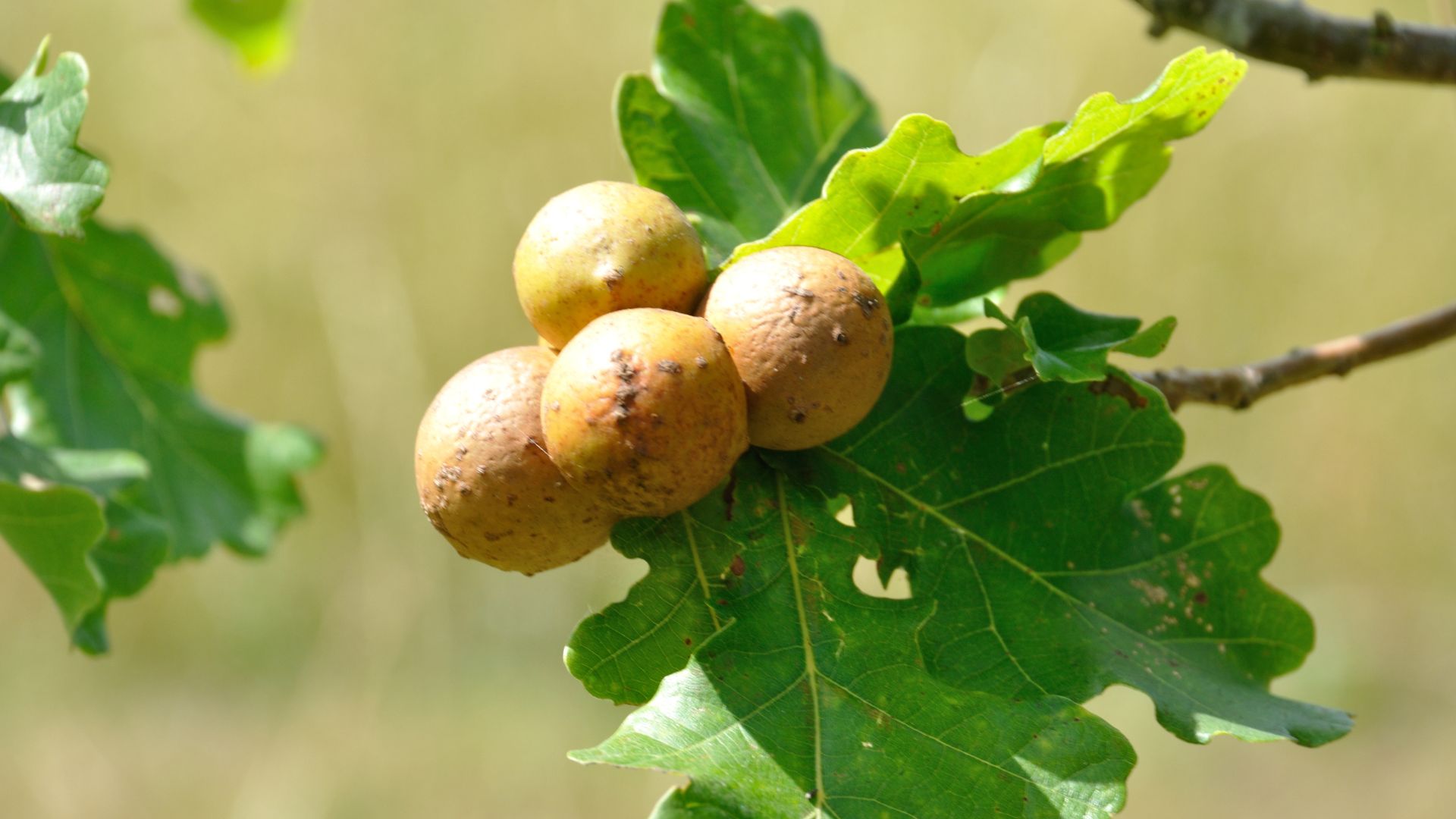 Tree Galls