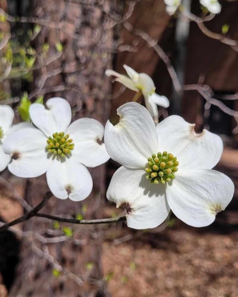 Dogwood