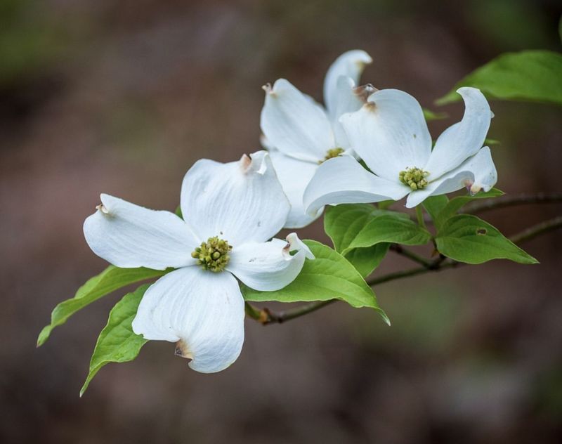 Dogwood