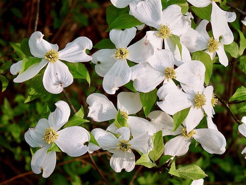 Dogwood - North Carolina