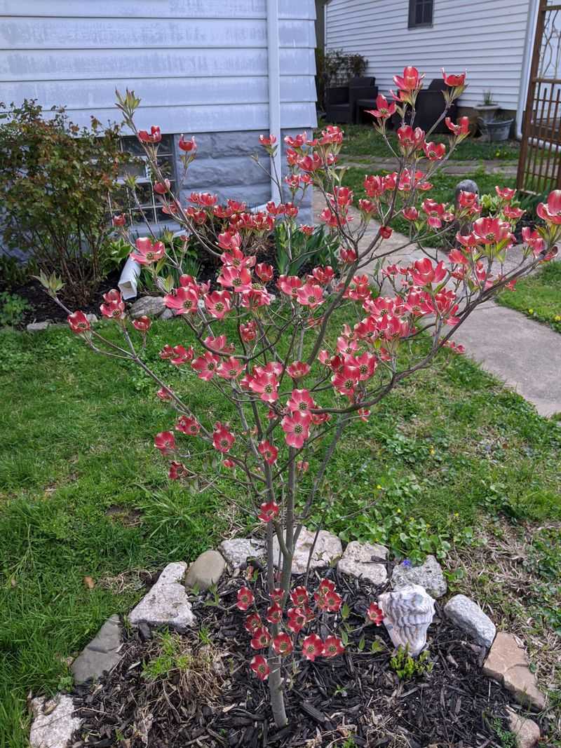 Dogwood Tree