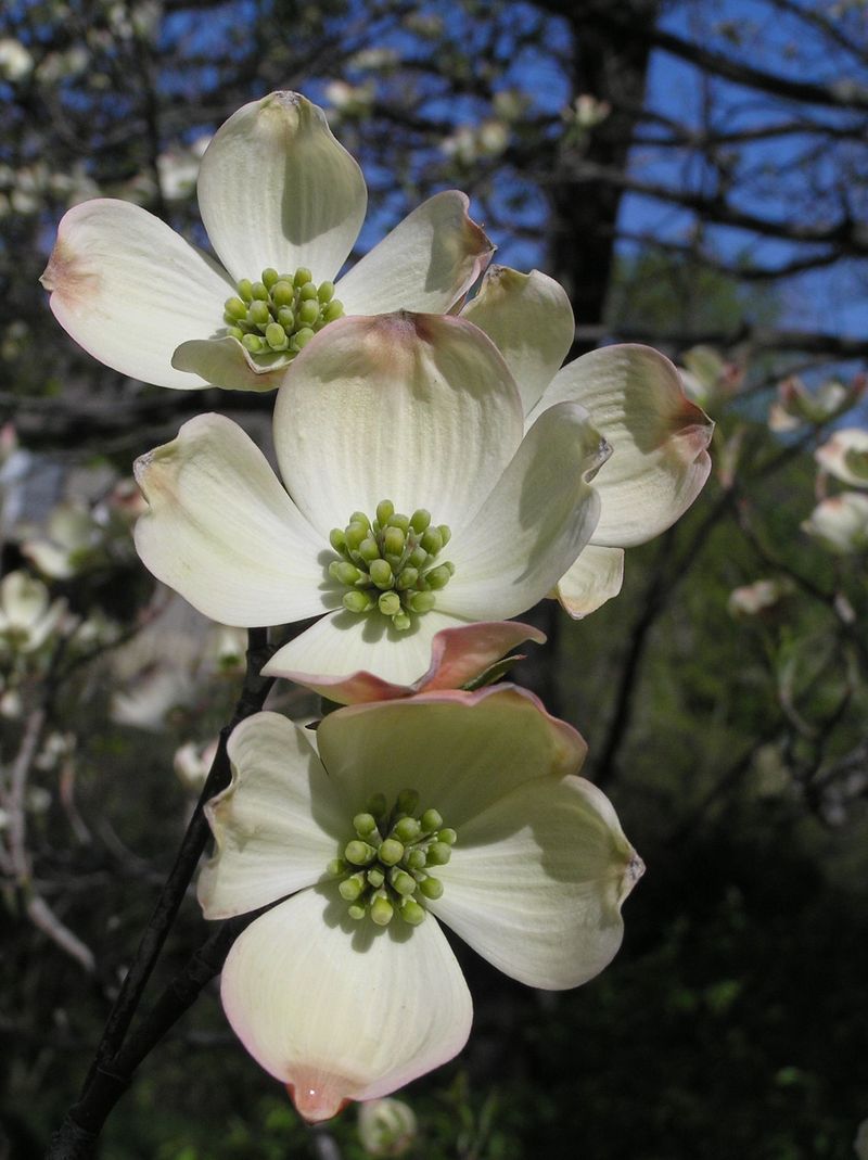 Dogwood - Virginia