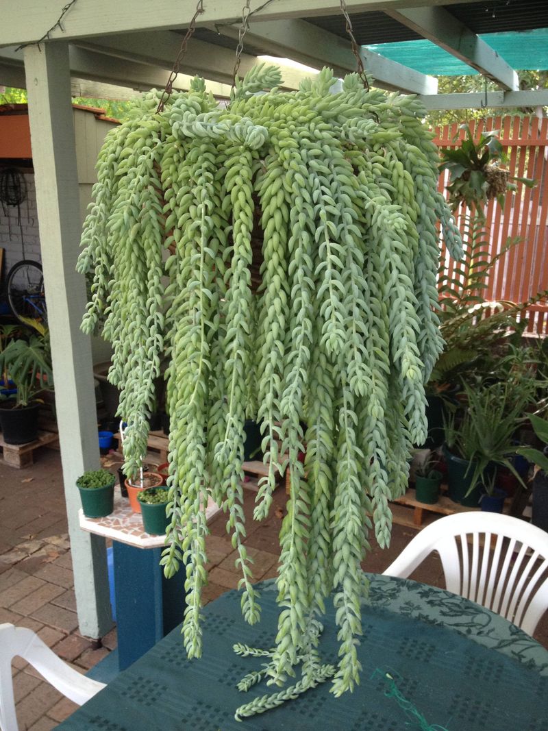 Donkey's Tail