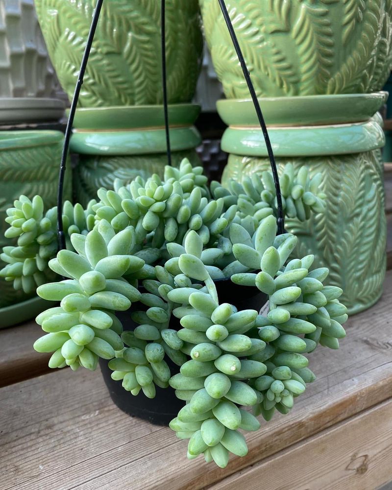 Donkey's Tail