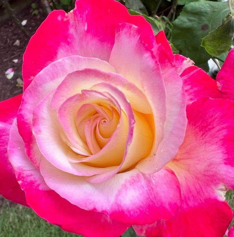 Double Delight Rose