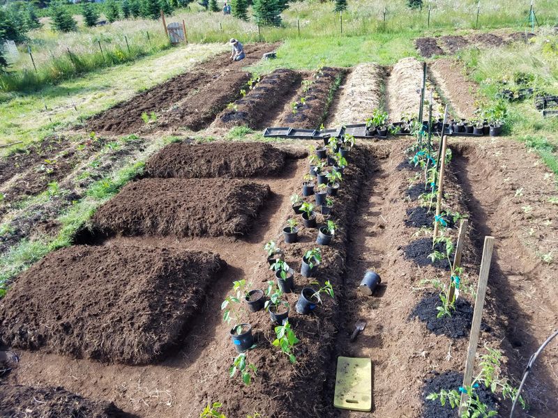 Double Dug Beds