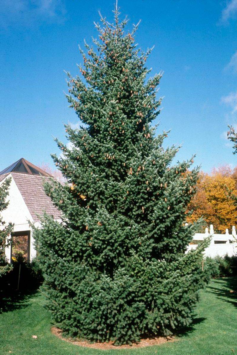 Douglas Fir