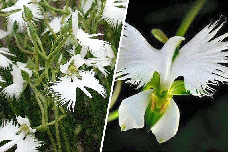 Dove Orchid