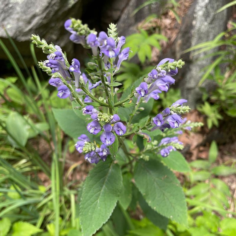 Downy Skullcap