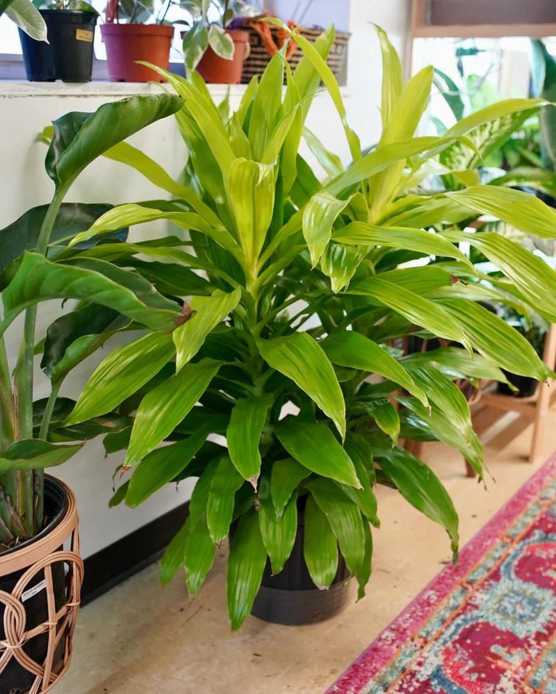 Dracaena