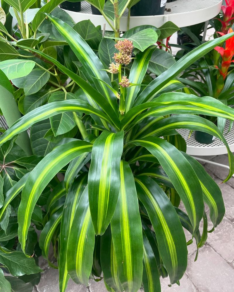 Dracaena