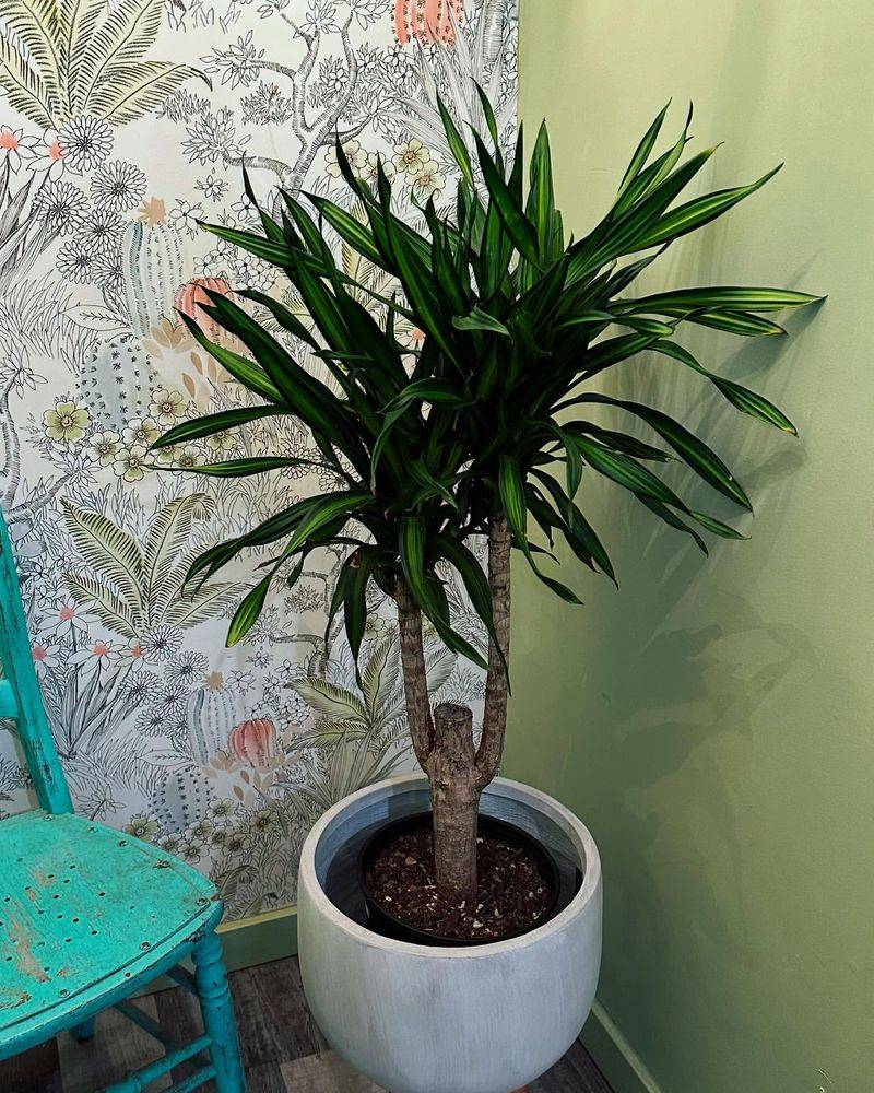 Dracaena