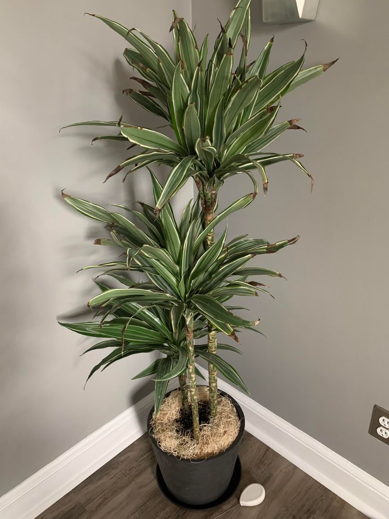 Dracaena