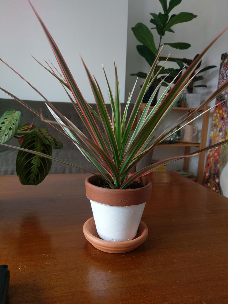 Dracaena