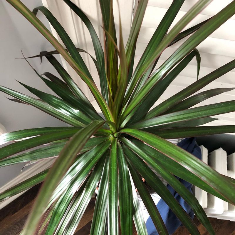 Dracaena