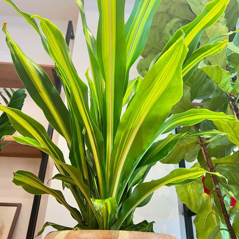 Dracaena