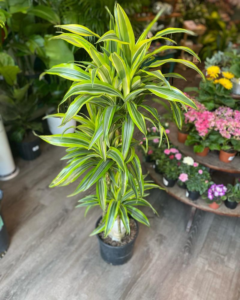 Dracaena