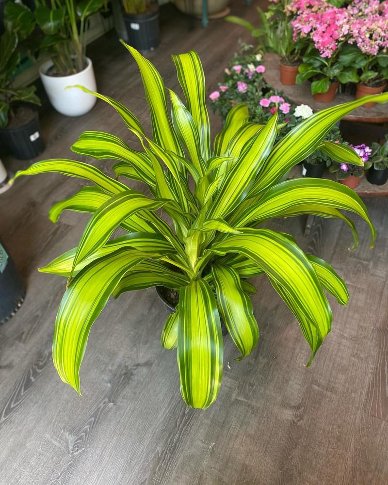 Dracaena