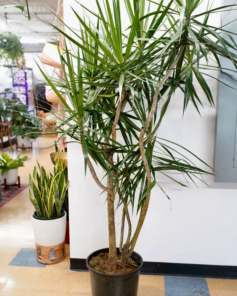 Dracaena Marginata