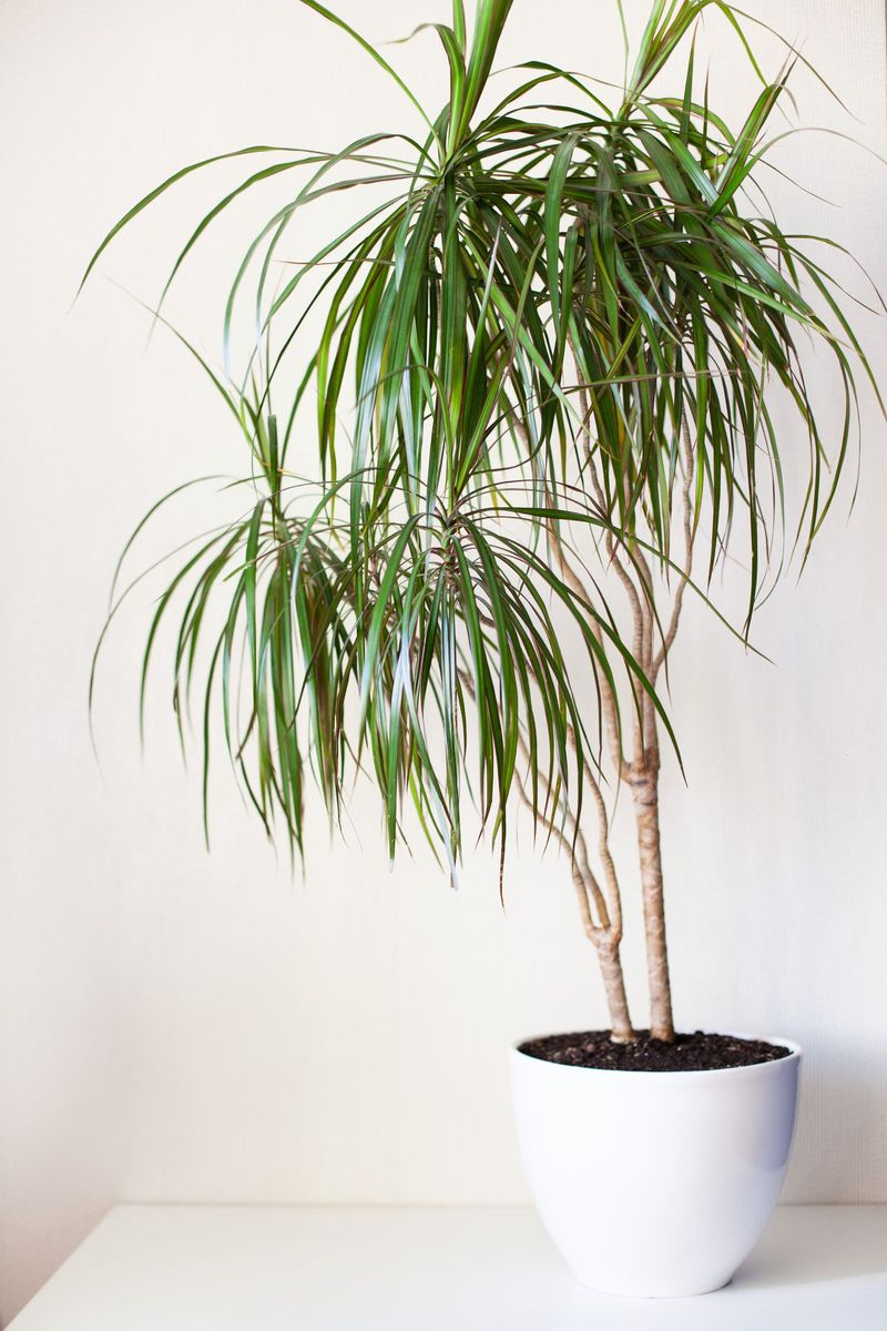 Dracaena Marginata