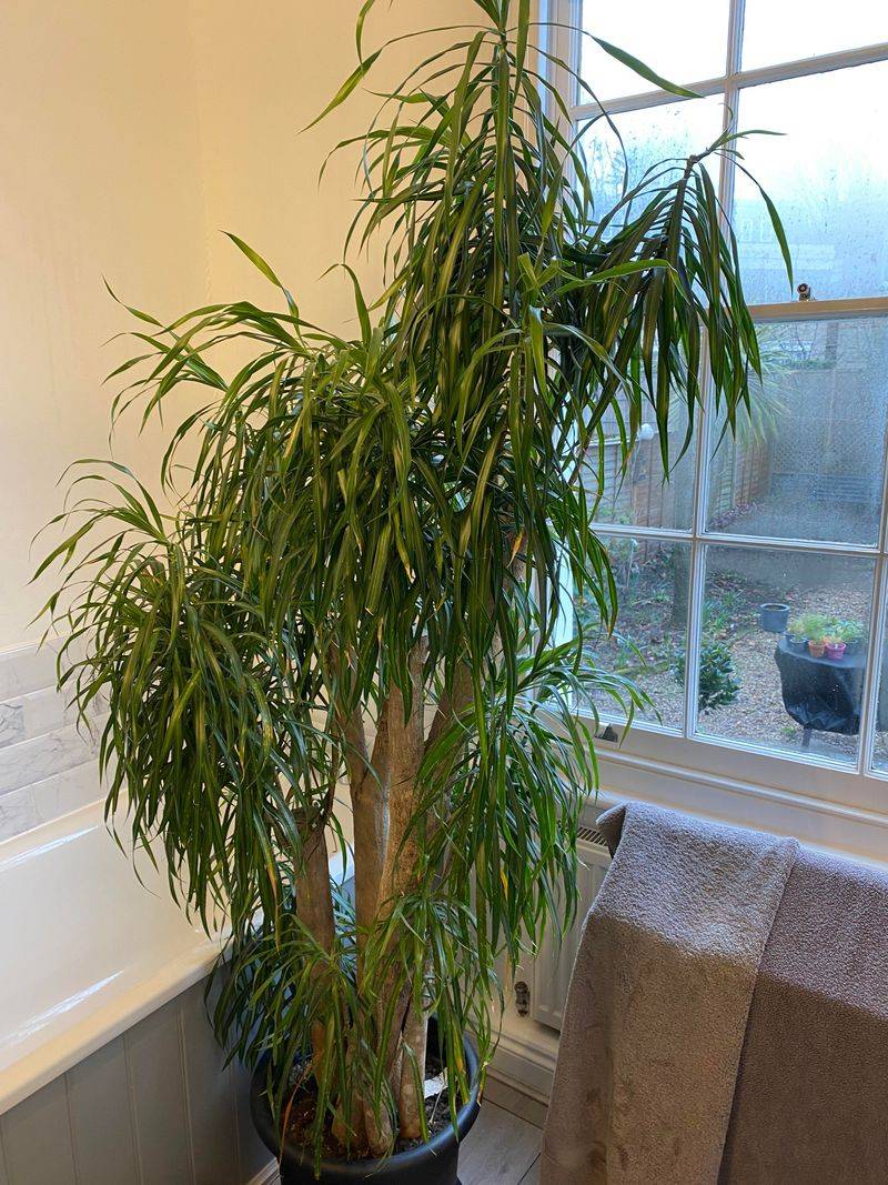 Dracaena