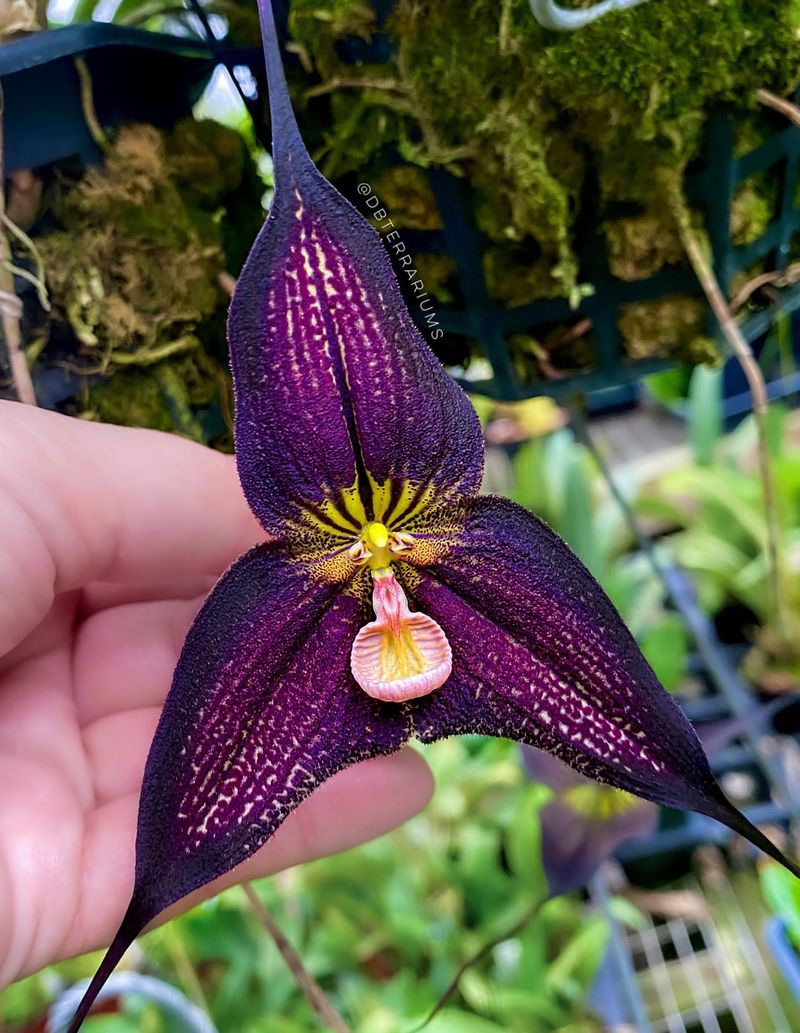 Dracula Orchid