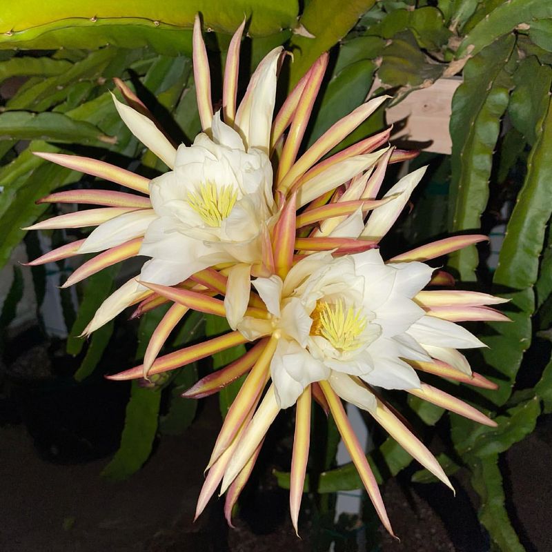 Dragon Fruit Flower