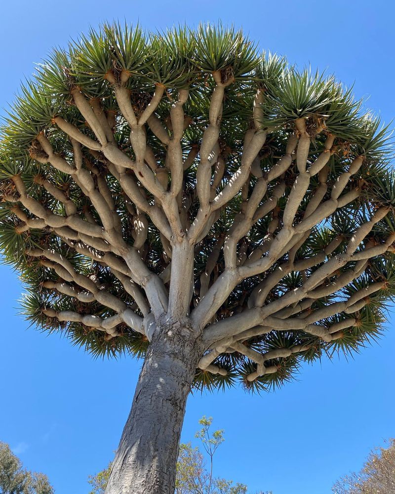 Dragon's Blood Tree