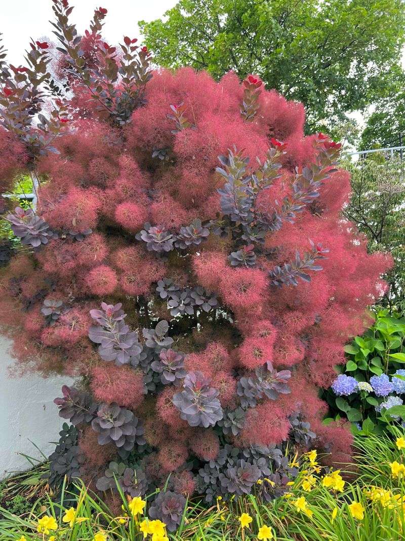 Dramatic Focal Point with Smoke Bush