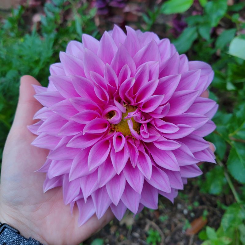 Dreamy Dahlias