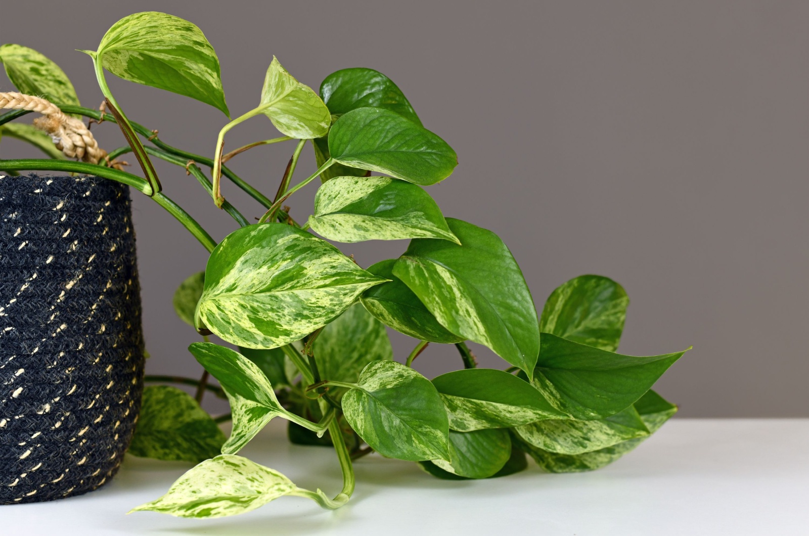 Drooping pothos plant