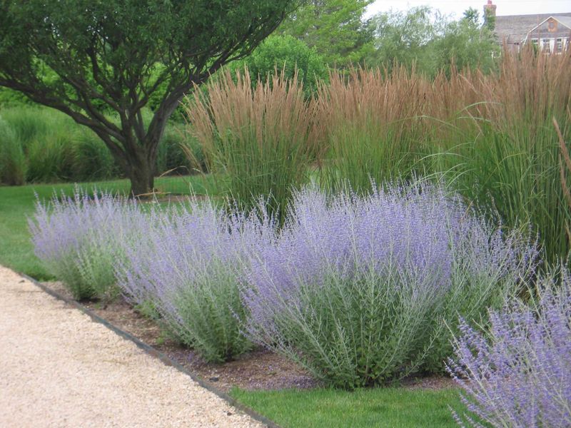 Drought-Resistant with Russian Sage