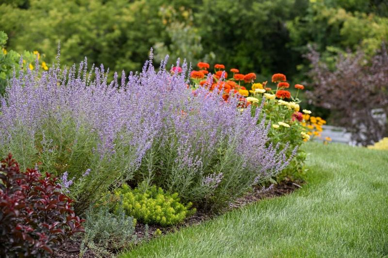 Drought-Tolerant Plants