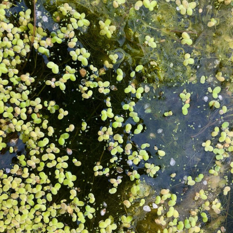 Duckweed