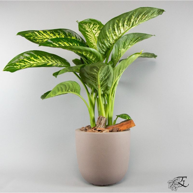 Dumb Cane