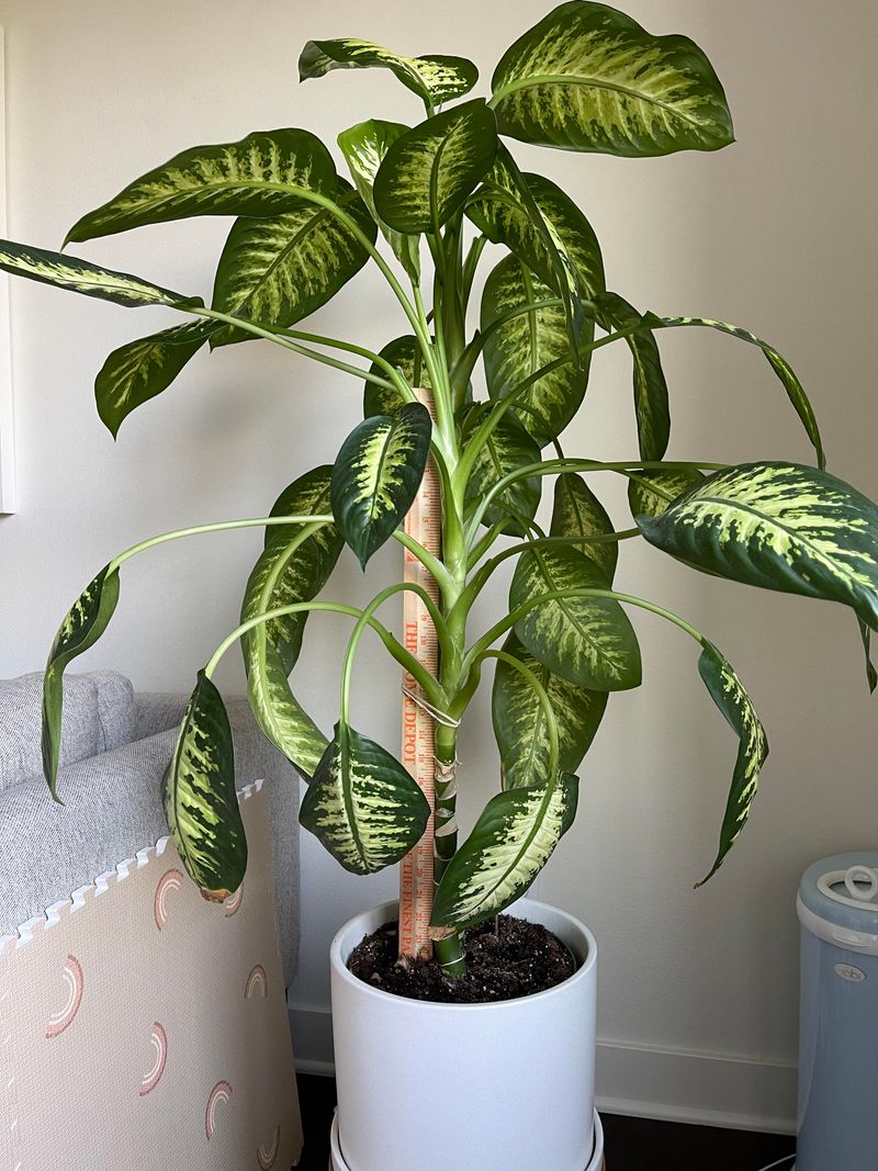 Dumb Cane