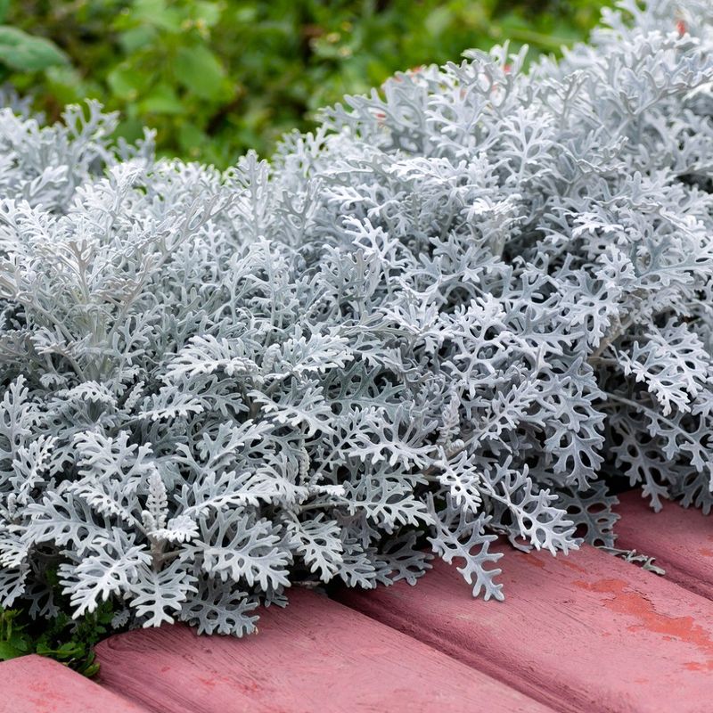 Dusty Miller