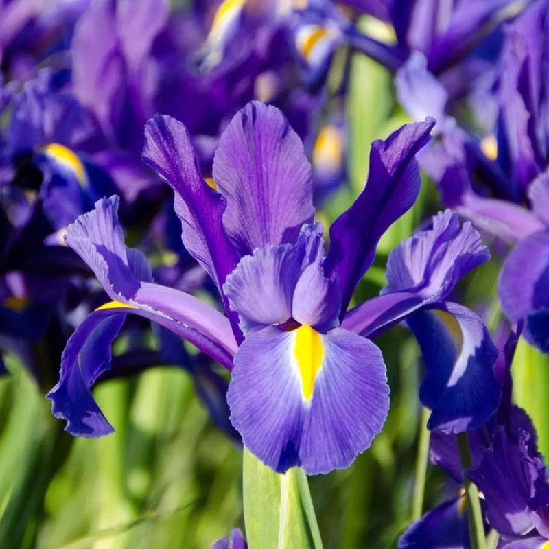 Dutch Iris