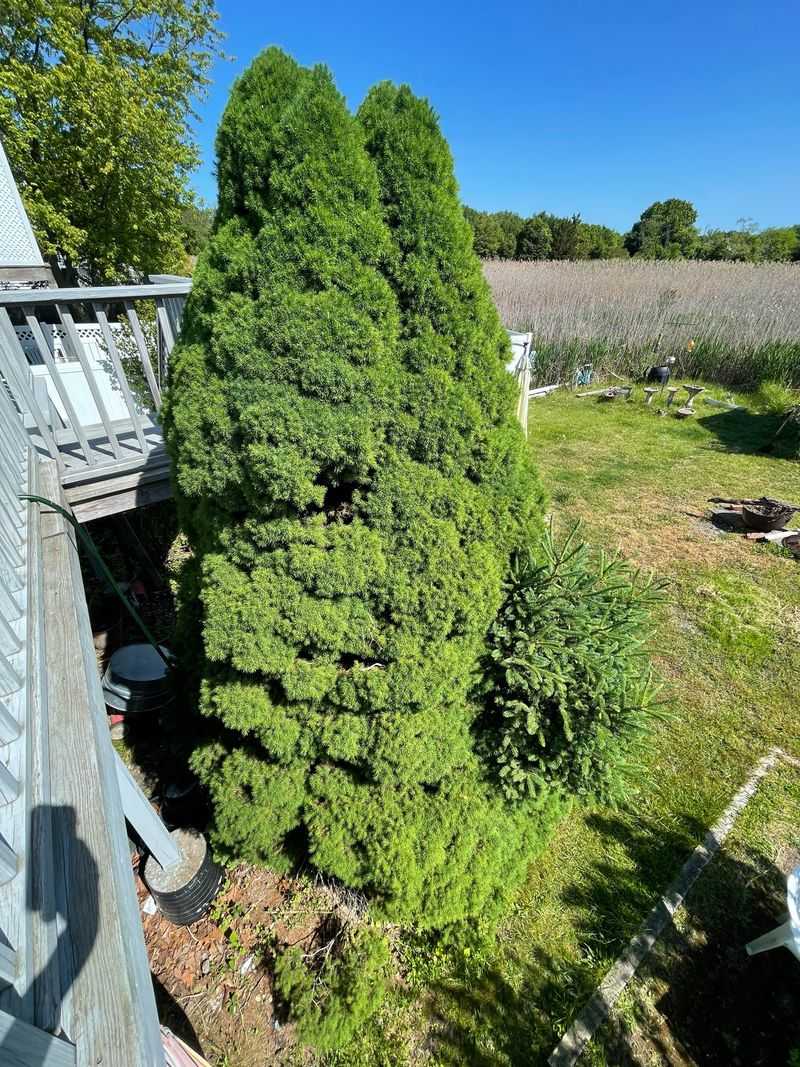 Dwarf Alberta Spruce