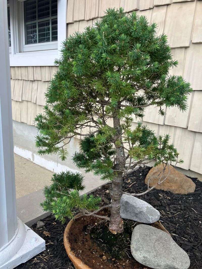 Dwarf Alberta Spruce