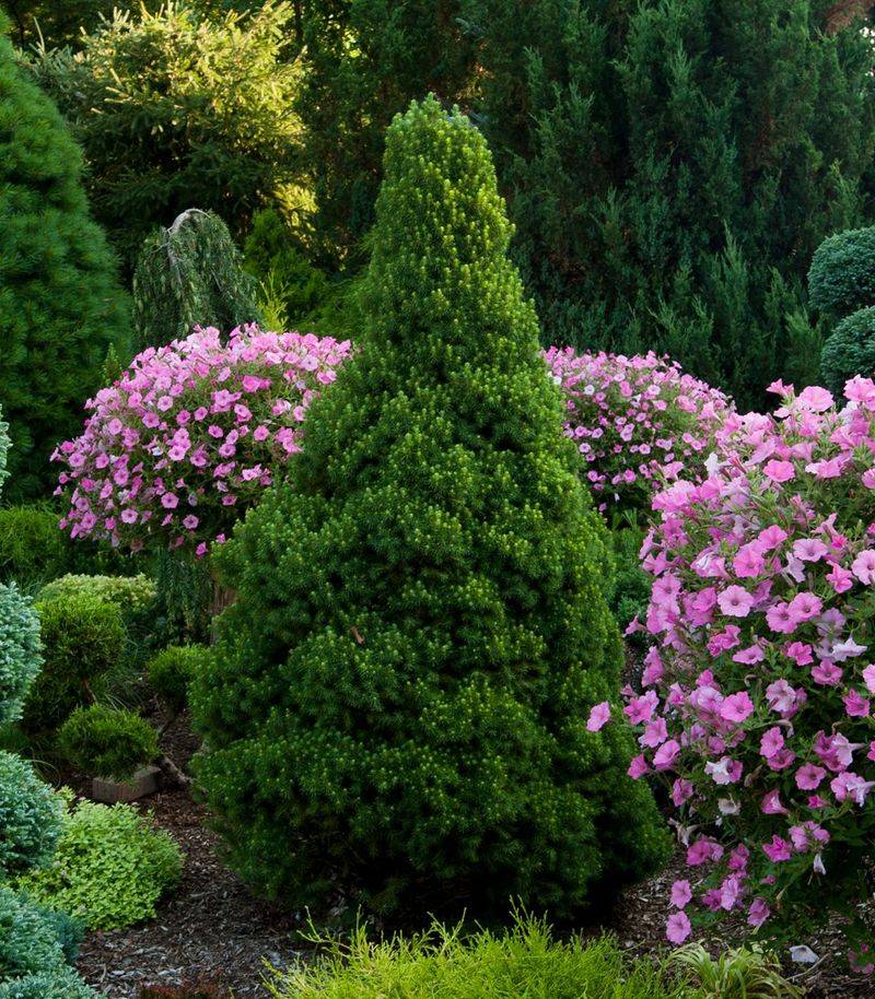 Dwarf Alberta Spruce