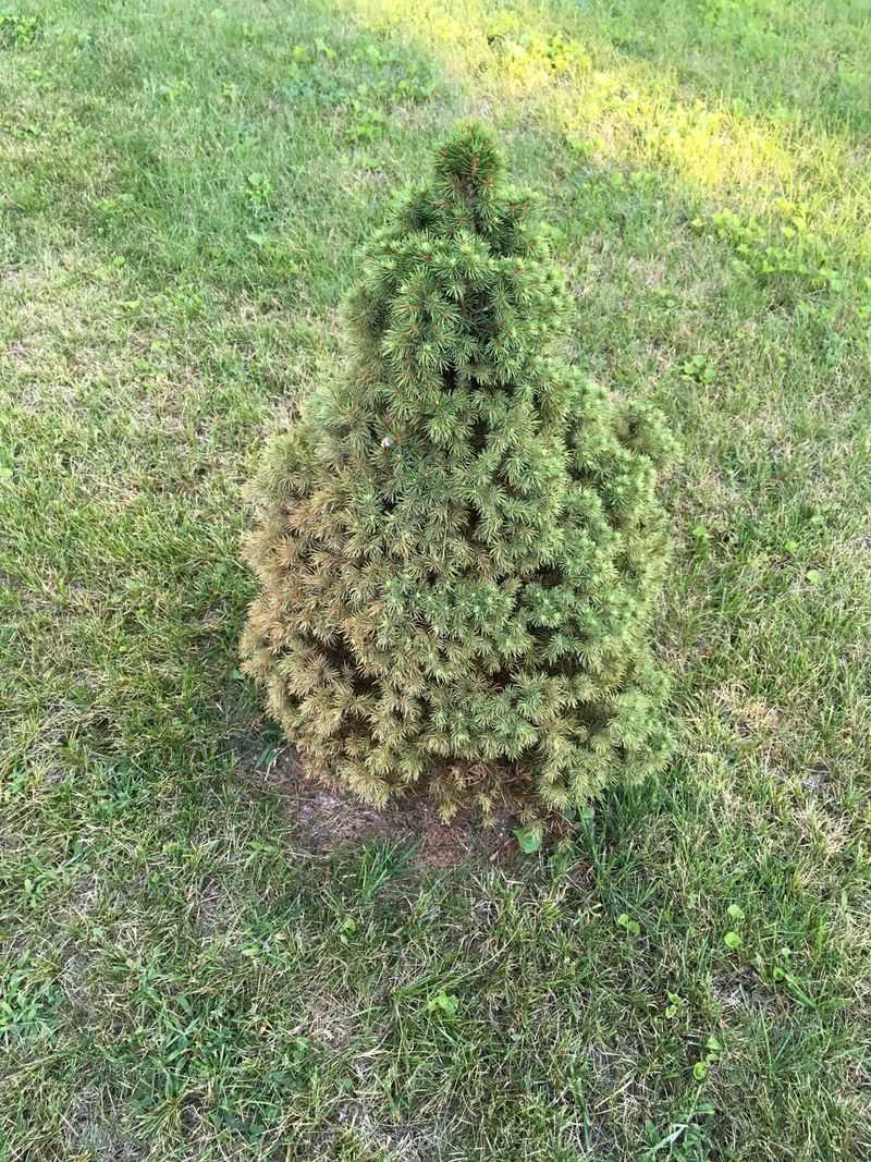 Dwarf Alberta Spruce