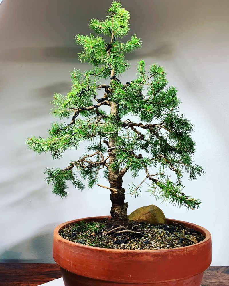 Dwarf Alberta Spruce