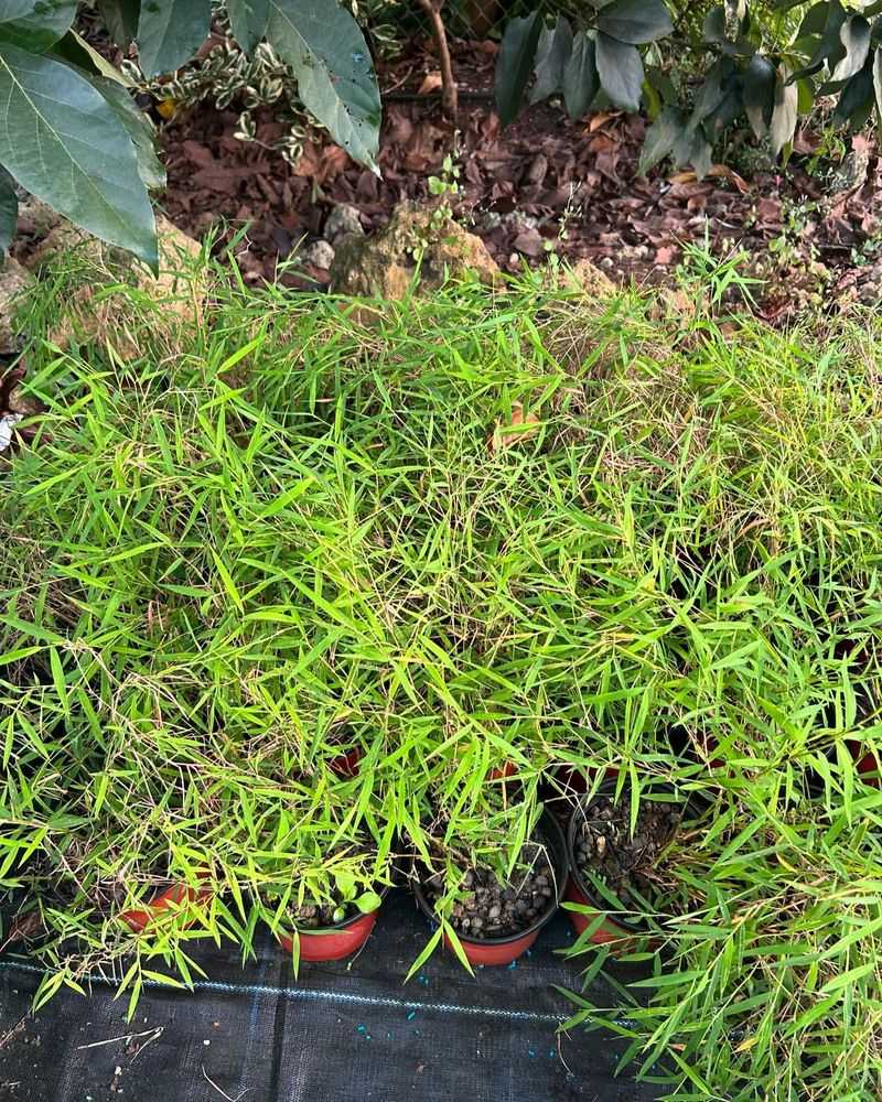 Dwarf Bamboo