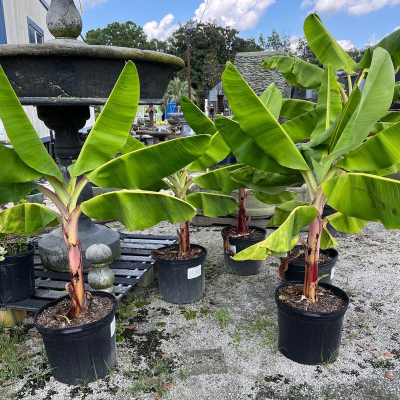 Dwarf Banana